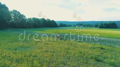 空中拍摄的一头小牛或一头小牛站在乡间绿草如茵的田野上。 4K.